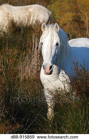 Camargue horse, Saintes Maries de la Mer, Camargue, Bouches du Rhone, 13, France View Large Photo Image Stock Photo - Camargue horse, Saintes Maries de la Mer, Camargue, Bouches du Rhone, 13, France. Fotosearch