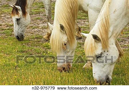 Camargue horses, Aigues-Mortes. Petite Camargue, Gard, Languedoc-Roussillon, France View Large Photo Image Stock Photo - Camargue horses, Aigues-Mortes. Petite Camargue, Gard, Languedoc-Roussillon, France. Fotosearch