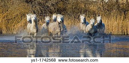 Stock Photo - Camargue Horses, Herd galloping in Swamp, Saintes Marie de la Mer in Camargue, South of France. Fotosearch
