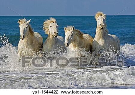 Camargue Horses, Herd Galloping on the Beach, Saintes Marie de la Mer in the South of France View Large Photo Image Stock Image - Camargue Horses, Herd Galloping on the Beach, Saintes Marie de la Mer in the South of France. Fotosearch