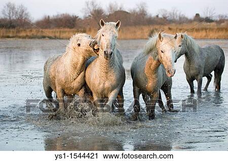 Stock Image - Camargue Horses, Herd standing in Swamp, Saintes Marie de la Mer in the South of France. Fotosearch