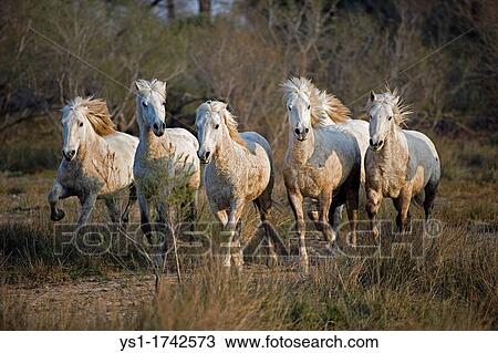 Camargue Horses, Herd standing in Swamp, Saintes Marie de la Mer in Camargue, South of France View Large Photo Image Stock Image - Camargue Horses, Herd standing in Swamp, Saintes Marie de la Mer in Camargue, South of France. Fotosearch