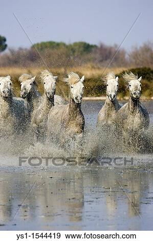 Stock Photo - Camargue Horses, Herd standing in Swamp, Saintes Marie de la Mer in the South of France. Fotosearch