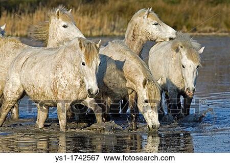 Camargue Horses, Herd standing in Swamp, Saintes Marie de la Mer in Camargue, South of France View Large Photo Image Stock Photo - Camargue Horses, Herd standing in Swamp, Saintes Marie de la Mer in Camargue, South of France. Fotosearch