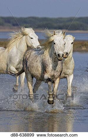 Camargue horses. Saintes Maries de la Mer. Bouches du Rhone. Camargue. France. View Large Photo Image Stock Photo - Camargue horses. Saintes Maries de la Mer. Bouches du Rhone. Camargue. France.. Fotosearch