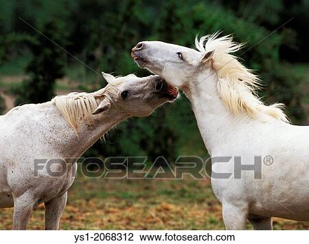 Stock Image - Camargue Horses, South of France. Fotosearch