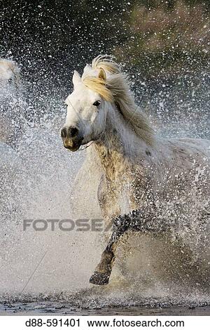 Camargue horses. Saintes-Maries-de-la-Mer. Camargue, Bouches du Rhone. France. View Large Photo Image Stock Image - Camargue horses. Saintes-Maries-de-la-Mer. Camargue, Bouches du Rhone. France.. Fotosearch