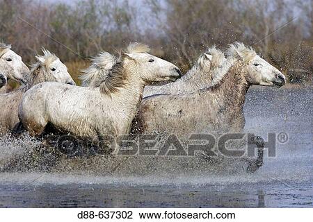 Camargue horses. Saintes-Maries-de-la-Mer. Camargue, Bouches du Rhone. France. View Large Photo Image Stock Image - Camargue horses. Saintes-Maries-de-la-Mer. Camargue, Bouches du Rhone. France.. Fotosearch