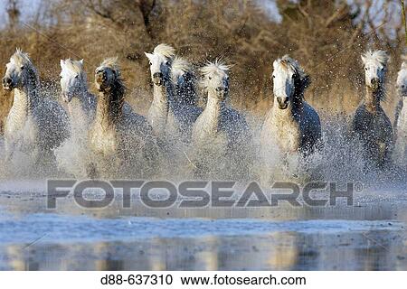 Stock Image - Camargue horses. Saintes-Maries-de-la-Mer. Camargue, Bouches du Rhone. France.. Fotosearch
