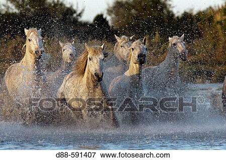 Camargue horses. Saintes-Maries-de-la-Mer. Camargue, Bouches du Rhone. France. View Large Photo Image Stock Photo - Camargue horses. Saintes-Maries-de-la-Mer. Camargue, Bouches du Rhone. France.. Fotosearch