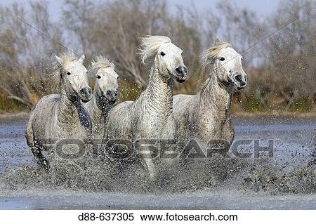 Camargue horses. Saintes-Maries-de-la-Mer. Camargue, Bouches du Rhone. France. View Large Photo Image Stock Photography - Camargue horses. Saintes-Maries-de-la-Mer. Camargue, Bouches du Rhone. France.. Fotosearch
