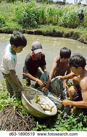 Stock Photo - CAMBODIA. Projects of Caritas Cambodia, funded by SCIAF. Puchrey Chang village, Puchrey commune.. Fotosearch