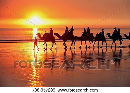 Camel caravan at Cable Beach. Broome, Western Australia View Large Photo Image Stock Photo - Camel caravan at Cable Beach. Broome, Western Australia. Fotosearch