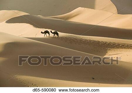 Camel Caravan on the Erg Chebbi Dunes (up to 400 ft in height). Morning. Merzouga. Tafilalet. Morocco. View Large Photo Image Stock Image - Camel Caravan on the Erg Chebbi Dunes (up to 400 ft in height). Morning. Merzouga. Tafilalet. Morocco.. Fotosearch