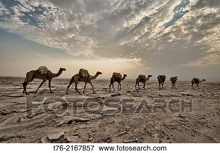 Stock Photo - Camel caravans carrying salt through the desert in the Danakil Depression, Ethiopia.. Fotosearch