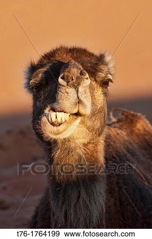 camel close up in the Sahara Desert at Erg Chigaga, Morocco View Large Photo Image Stock Photo - camel close up in the Sahara Desert at Erg Chigaga, Morocco. Fotosearch
