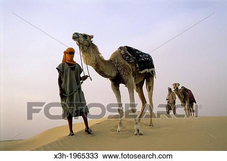 Stock Image - camel driver and dromadary in Lareguett dunes around Nefta, Tunisia, North Africa.. Fotosearch