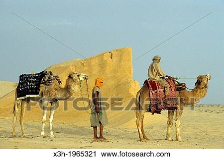 camel drivers and dromadary in Lareguett dunes around Nefta, Tunisia, North Africa. View Large Photo Image Stock Image - camel drivers and dromadary in Lareguett dunes around Nefta, Tunisia, North Africa.. Fotosearch
