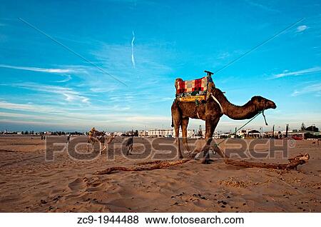 Camel in essaouira beach, Morocco. View Large Photo Image Stock Photo - Camel in essaouira beach, Morocco.. Fotosearch