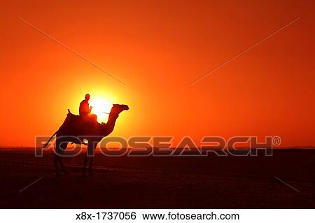 Camel in the desert at sunset, Egypt View Large Photo Image Stock Photograph - Camel in the desert at sunset, Egypt. Fotosearch