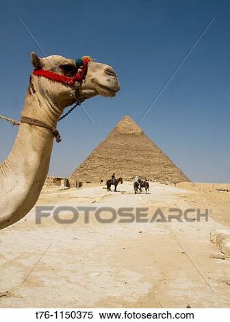 camel in the desert at the Great Pyramids of Giza in Cairo Egypt View Large Photo Image Stock Photography - camel in the desert at the Great Pyramids of Giza in Cairo Egypt. Fotosearch