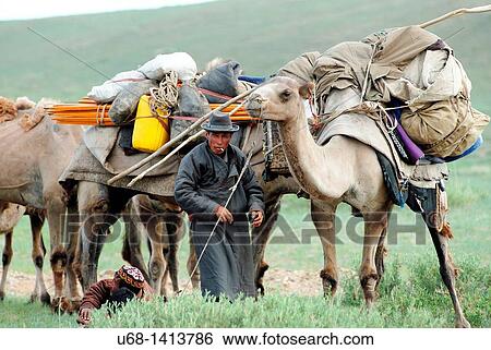 Stock Photograph - Camel, Orkhon Valley, Ovorkhangai district, Mongolia. Fotosearch