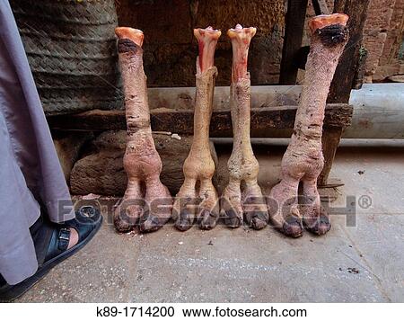 Stock Image - Camel paws, Islamic Quarter, Cairo, Egypt. Fotosearch