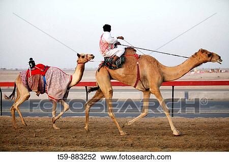 Camel Racing with robots, Dubai, United Arabian Emirates View Large Photo Image Stock Image - Camel Racing with robots, Dubai, United Arabian Emirates. Fotosearch