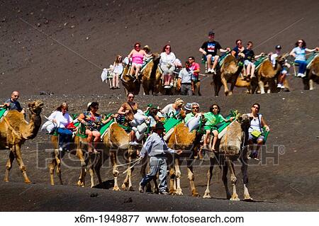 Camel ride. Timanfaya National Park. Lanzarote, Canary Islands, Atlantic Ocean, Spain. View Large Photo Image Stock Photo - Camel ride. Timanfaya National Park. Lanzarote, Canary Islands, Atlantic Ocean, Spain.. Fotosearch