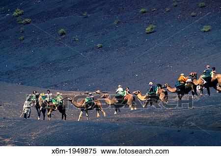 Stock Photography - Camel ride. Timanfaya National Park. Lanzarote, Canary Islands, Atlantic Ocean, Spain.. Fotosearch