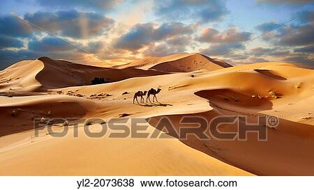 Camel rides on the Sahara sand dunes of erg Chebbi at sunset, Morocco, Africa. View Large Photo Image Stock Photo - Camel rides on the Sahara sand dunes of erg Chebbi at sunset, Morocco, Africa.. Fotosearch