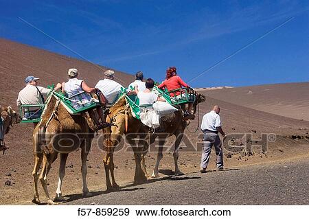 Camel riding in Timanfaya National Park, Lanzarote, Canary Islands, Spain View Large Photo Image Stock Photo - Camel riding in Timanfaya National Park, Lanzarote, Canary Islands, Spain. Fotosearch
