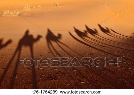 camel silhouettes on a sand dune in the Sahara near Merzouga, Erg Chebbi, Morocco View Large Photo Image Stock Photo - camel silhouettes on a sand dune in the Sahara near Merzouga, Erg Chebbi, Morocco. Fotosearch