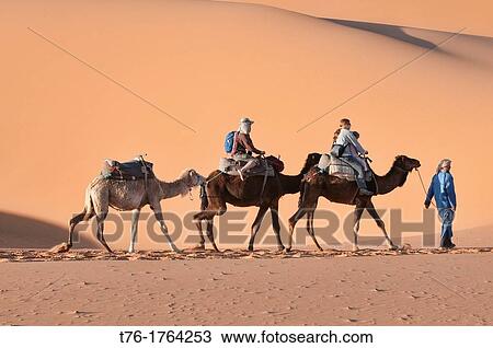 camel trekking in the Sahara at Erg Chebbi, Morocco View Large Photo Image Stock Image - camel trekking in the Sahara at Erg Chebbi, Morocco. Fotosearch
