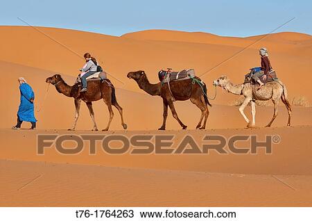 camel trekking in the Sahara at Erg Chebbi, Morocco View Large Photo Image Stock Image - camel trekking in the Sahara at Erg Chebbi, Morocco. Fotosearch