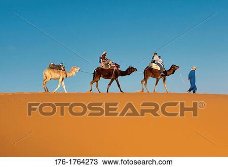 camel trekking in the Sahara at Erg Chebbi, Morocco View Large Photo Image Stock Image - camel trekking in the Sahara at Erg Chebbi, Morocco. Fotosearch