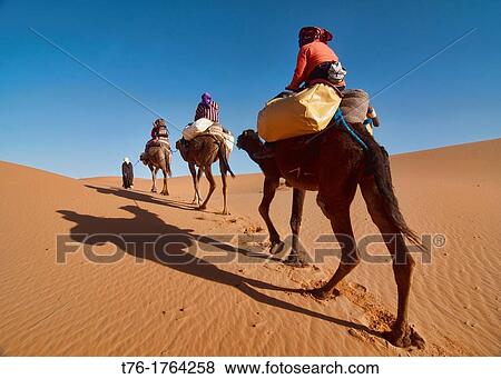 camel trekking in the Sahara at Erg Chebbi, Morocco View Large Photo Image Stock Photo - camel trekking in the Sahara at Erg Chebbi, Morocco. Fotosearch