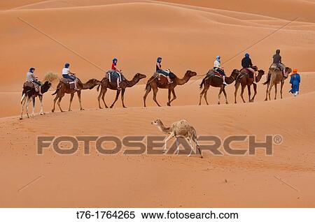 camel trekking in the Sahara at Erg Chebbi, Morocco View Large Photo Image Stock Photography - camel trekking in the Sahara at Erg Chebbi, Morocco. Fotosearch