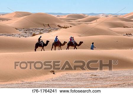 camel trekking in the Sahara Desert at Erg Chigaga, Morocco View Large Photo Image Stock Image - camel trekking in the Sahara Desert at Erg Chigaga, Morocco. Fotosearch