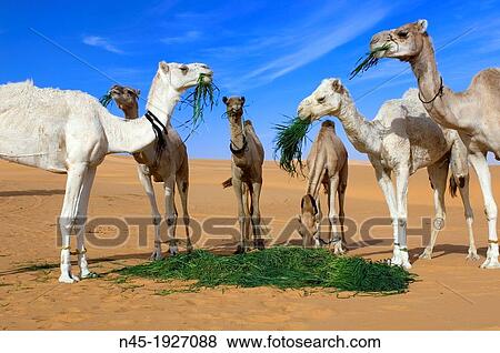 Camel; Um el Ma Area; Libyan Desert; Libyan Arab Jamahiriya. View Large Photo Image Stock Photo - Camel; Um el Ma Area; Libyan Desert; Libyan Arab Jamahiriya.. Fotosearch
