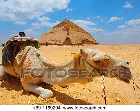 Camello, PirBmide blanca, Dashur, El Cairo, Egipto View Large Photo Image Picture - Camello, PirBmide blanca, Dashur, El Cairo, Egipto. Fotosearch
