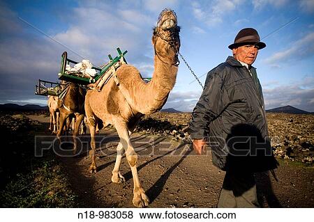Camellos que transportan a los turistas regresando por la tarde hacia la poblaci? n de Uga parque nacional de Timanfaya Isla de Lanzarote View Large Photo Image Stock Photo - Camellos que transportan a los turistas regresando por la tarde hacia la poblaci? n de Uga parque nacional de Timanfaya Isla de Lanzarote. Fotosearch