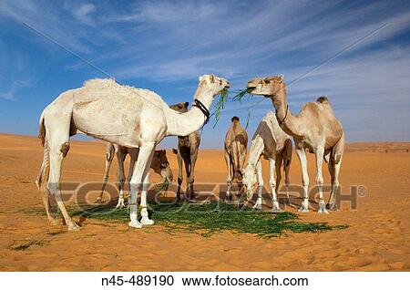 Stock Image - Camels (Camelus dromedarius) eating. Fotosearch