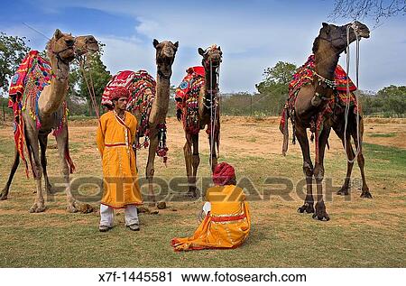 Stock Image - Camels during Elephant Festival, Jaipur, Rajasthan, India. Fotosearch