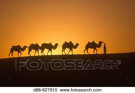 Stock Photography - Camels. Gobi desert. China.. Fotosearch