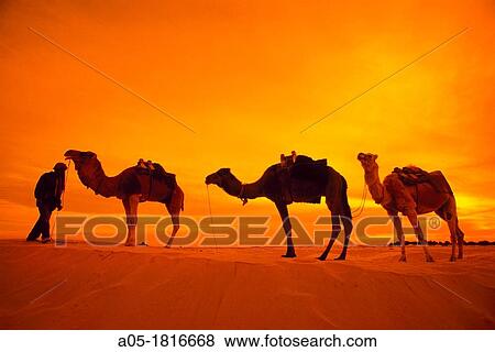 Stock Photo - Camels in Douz Sahara Southern Tunisia.. Fotosearch