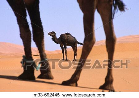 Stock Photography - Camels in the desert, Morocco. Fotosearch
