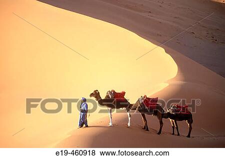 Stock Photo - Camels in the Sahara. Morocco. Fotosearch
