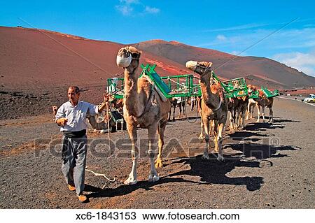Camels in Timanfaya National Park Lanzarote View Large Photo Image Stock Image - Camels in Timanfaya National Park Lanzarote. Fotosearch