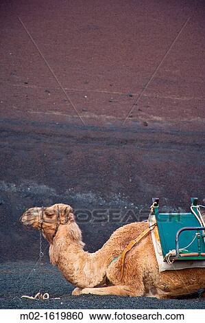 Stock Image - Camels in Timanfaya Volcanoe National Park in Lanzarote, Canary Islands, Spain. Fotosearch